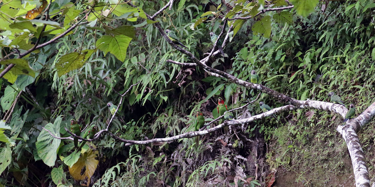 Parrots at a clay-lick near the Yacumalodge